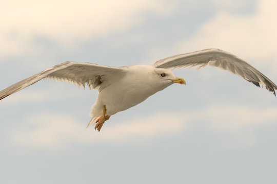 Close up portrait of a seagull up in the sky.
