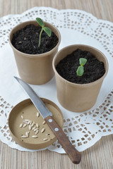 seedlings