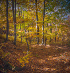 Beautiful Carpathian autumn forest with yellow and red trees
