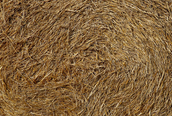 Texture hay closeup in color. Fodder for livestock and construction material.