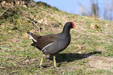 poule d'eau 22032016