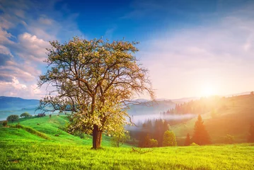 Deurstickers Bomen Eenzame boom op een groene heuvel