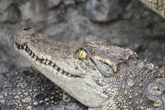 Close-up a crocodile head
