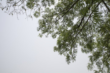 Tree tops on background sky