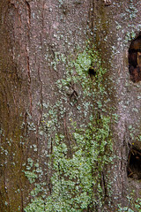 Bark with moss and fungus as background texture
