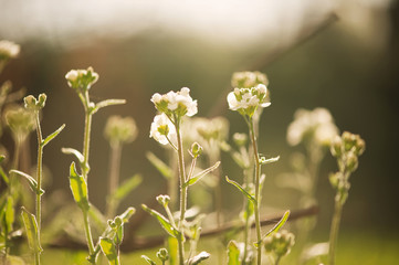 spring flowers, gardening, sunshine