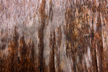 Moss and mold affect a wooden planks.