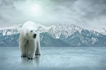 Fotobehang Witte ijsbeer op het ijs © Andrii IURLOV
