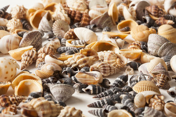 sea shells
