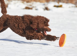 Poodle playing with a dog toy at snowy field in the winter.