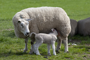 Obraz premium Litltle lamb drinking with her mother sheep