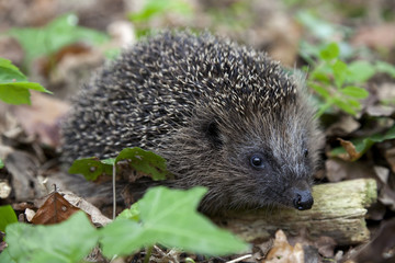Hedgehog in the woods