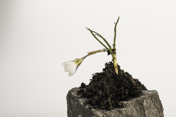 Crocus placed on the top of one sett.
Crocus placed on the top of one sett, in the middle of a tiny pile of potting soil