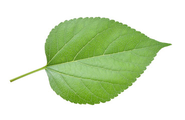 Mulberry leaves isolated on white background