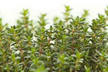 Fresh green thyme plant