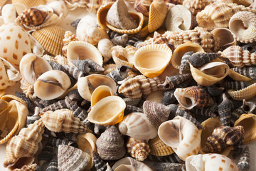 sea shells
