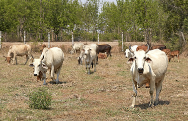 Naklejka na ściany i meble Herd of cows , thailand