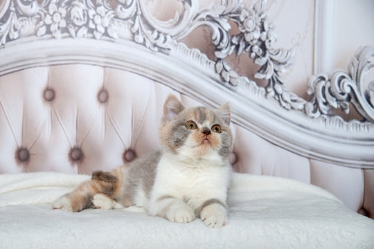 Süße Britisch Kurzhaar Katze liegt entspannt auf einem barocken Sofa oder Bett 
