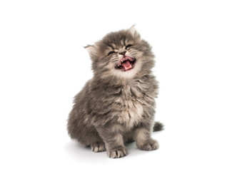 beautiful fluffy kitten