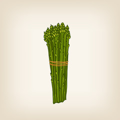 vector hand drawn bunch of asparaguses