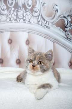Süße Britisch Kurzhaar Katze liegt auf einem barocken Sofa oder Bett 