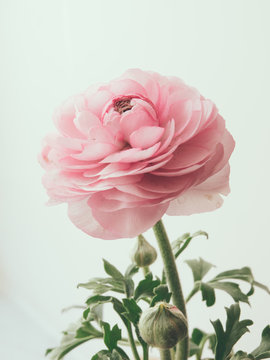 Fototapeta pastel pink buttercup
