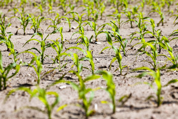 young sprout of corn 