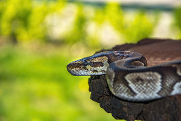 green background and snake