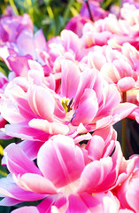Fototapeta na wymiar Beautiful pink tulips in the spring time
