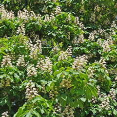 Blossoming of chestnut tree background