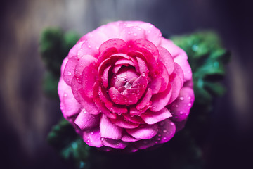 pink buttercup flower 