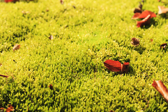 Herbstlicher Moosteppich