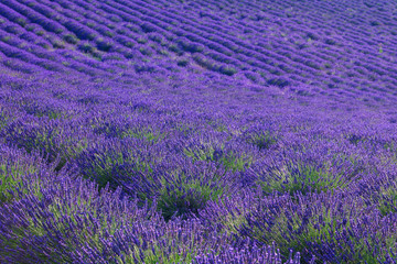 Fototapeta premium Beautiful colors purple lavender fields near Valensole, Provence