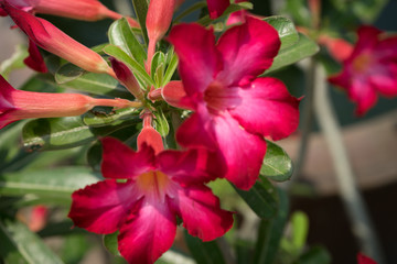beautiful red flower
Frangipani flower