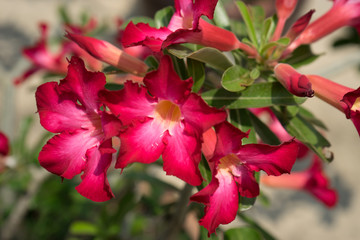 Obraz premium beautiful red flower Frangipani flower