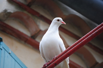 Tourterelle
