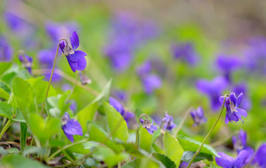 purple violet flowers