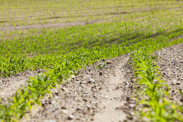 young sprout of corn  