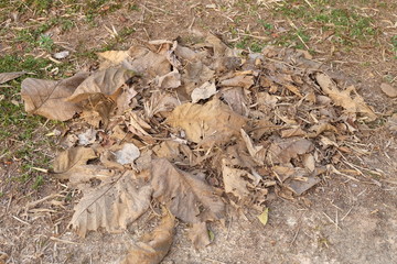 pile of dried leaf on ground 
