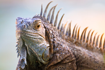 Iguana with erect spikes on the crest