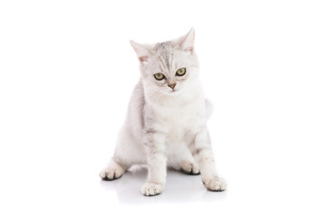Cute american shorthair cat isolated