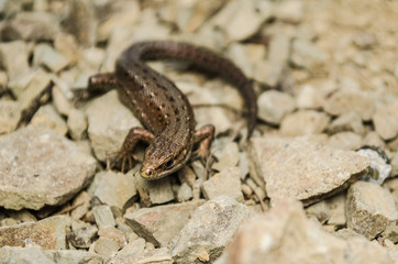 Lizard crawling across the rocky surface