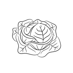 Hand drawn cabbage sketches on white background