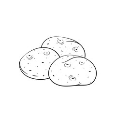 Hand drawn potato sketches on white background