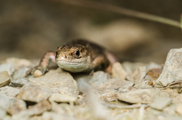Lizard crawling across the rocky surface
