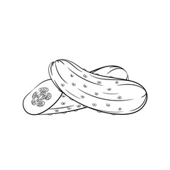 Hand drawn cucumber sketches on white background