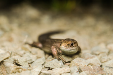 Lizard crawling across the rocky surface