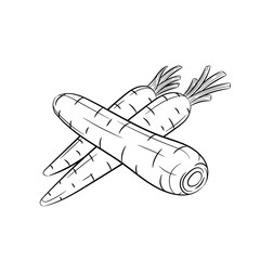 Hand drawn carrot sketches on white background