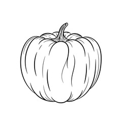 Hand drawn pumpkin sketches on white background