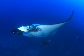 Obraz premium Manta rays swimming over coral reef with scuba divers and fish